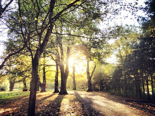 Ormeau Park by null