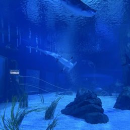 Sharks Sharks