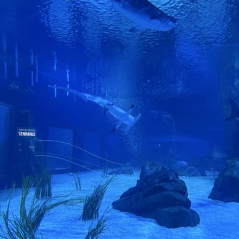 Georgia Aquarium - Sharks - Aquariums Near Me - Atlanta, Georgia Georgia Aquarium - Sharks - Aquariums Near Me - Atlanta, Georgia