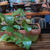Muddy Water Kava & Tea gift card