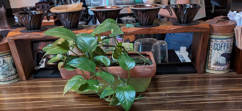 Muddy Water Kava & Tea Image
