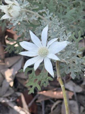 Bradleys Head Rd by null