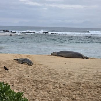 Brennecke's Beach Broiler - Monk seals!! - Seafood Near Me - Koloa, Hawaii