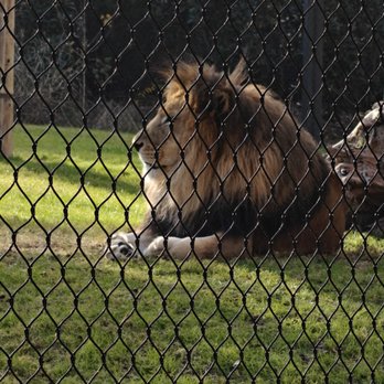 Fort Worth Zoo - Zoos Near Me - Fort Worth, Texas