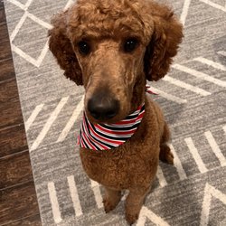 Ani-Pals Pet Resort - Dog