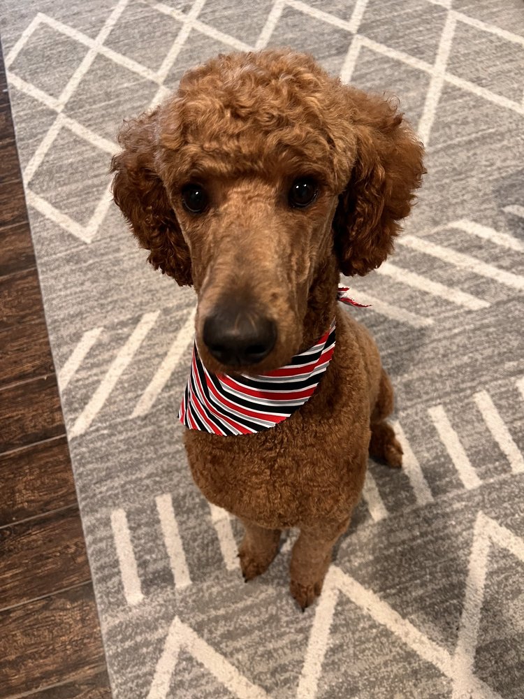 ANIPALS PET RESORT Updated August 2024 10 Reviews 248 S 110th St