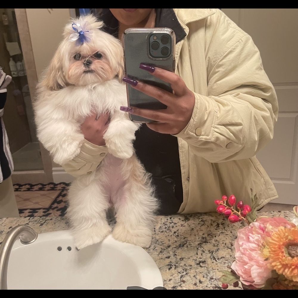 Paws At Main - Riverside - After paws at main saved all her fur! - Pet Groomers Near Me - Riverside, California Paws At Main - Riverside - After paws at main saved all her fur! - Pet Groomers Near Me - Riverside, California