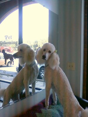 perfect paws pet spa