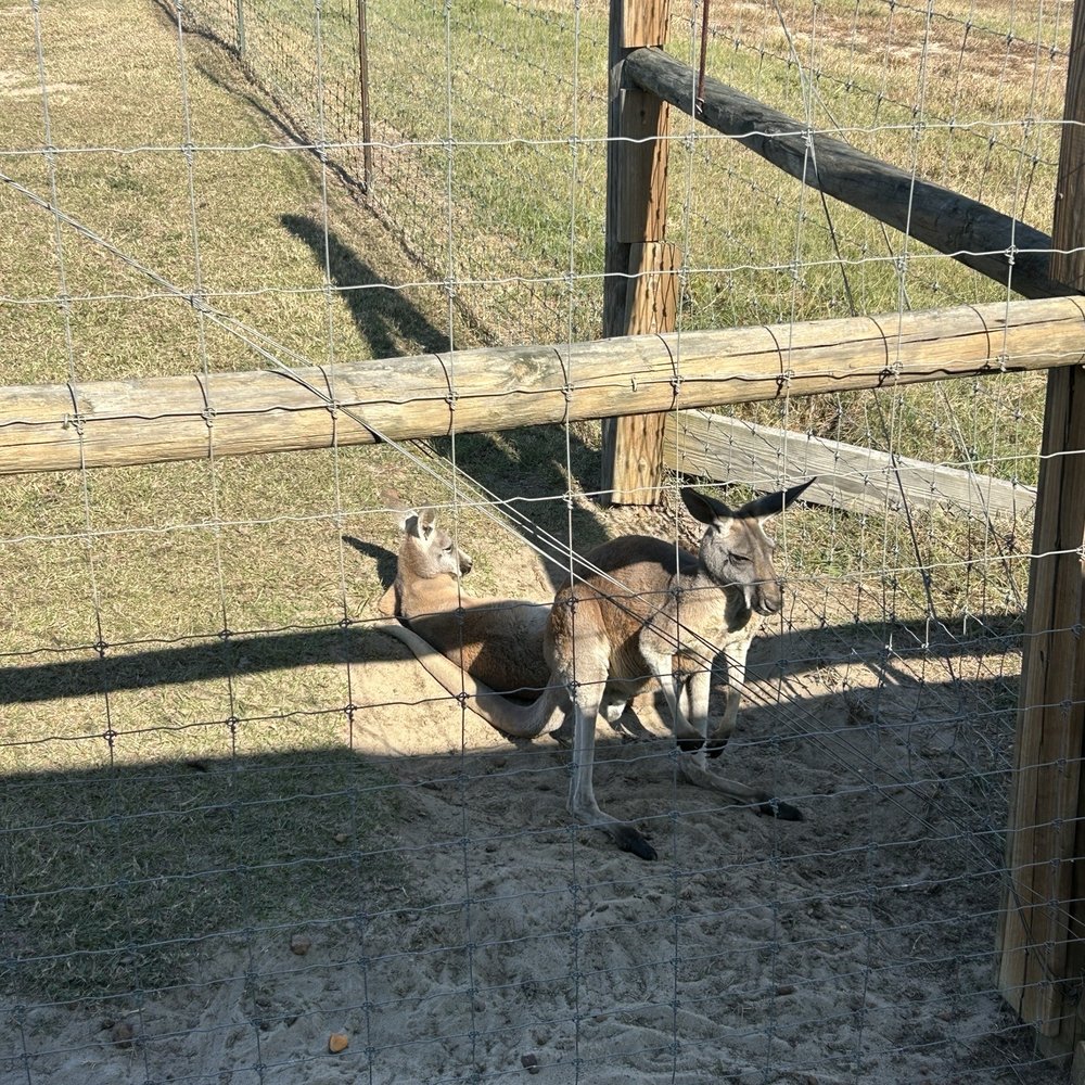 Wild Georgia Safari Park - Petting Zoos Near Me - Metter, Georgia Wild Georgia Safari Park - Petting Zoos Near Me - Metter, Georgia