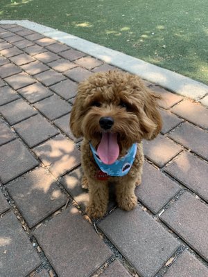 Photo of Schuylkill River Dog Run - Philadelphia, PA, US. Frank at the small dog park