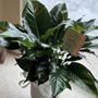 Photo of Fioravanti Florist