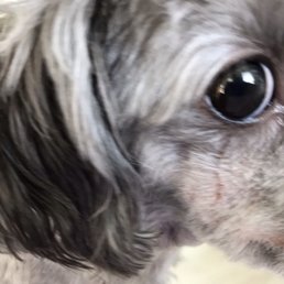Cuts in my fur baby's face. Cuts in my fur baby's face.