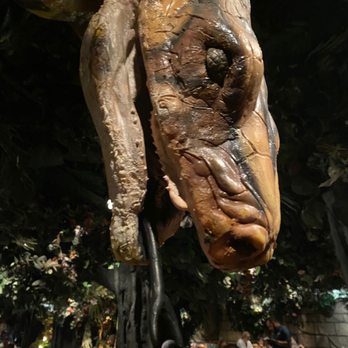 Rainforest Cafe - American Near Me - San Antonio, Texas