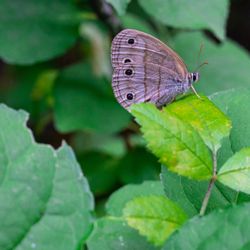 Hillman State Park - Lil wood satyr butterfly on leaf