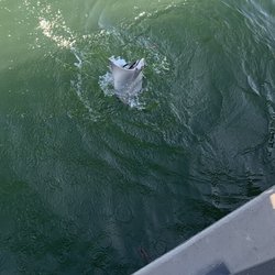 Fishery Supply - Bat ray oaklan