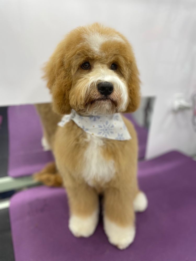 SUPER SCISSORS MOBILE DOG GROOMING Updated October 2024 19 Photos