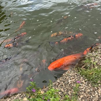 Byodo-In Temple - Koi fish - Buddhist Temples Near Me - Kaneohe, Hawaii Byodo-In Temple - Koi fish - Buddhist Temples Near Me - Kaneohe, Hawaii