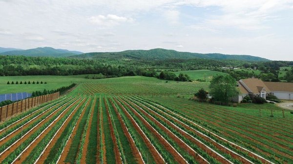 Stinson Vineyards by null