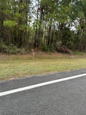 Stephen C Foster State Park by null