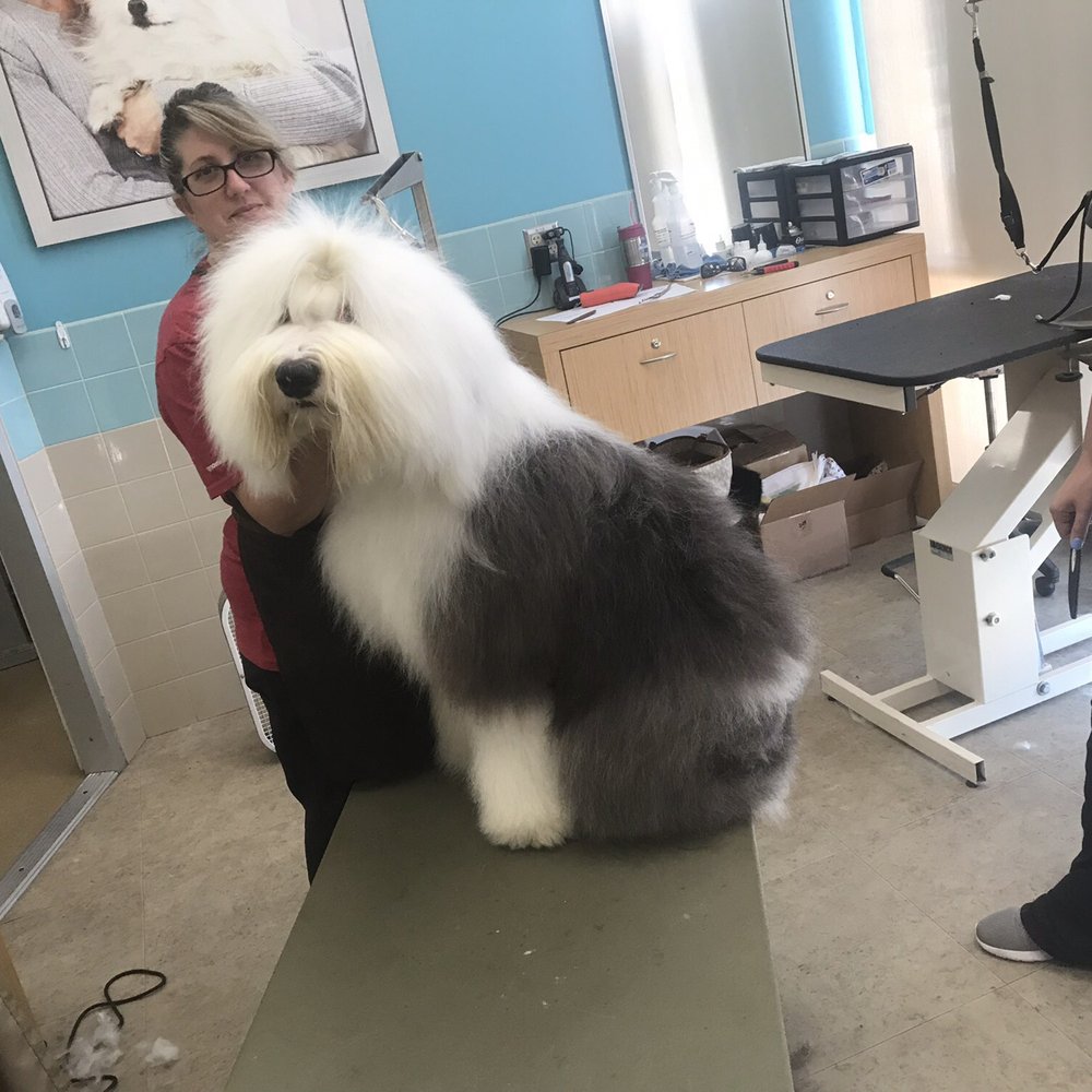 Petco - Floyd! He comes for grooming twice a week... Can you say SPOILED!!!! We Floyd! - Pet Training Near Me - Huntsville, Texas