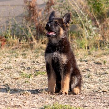 Gannett K9 - Pet Training Near Me - Saint John, Washington Gannett K9 - Pet Training Near Me - Saint John, Washington