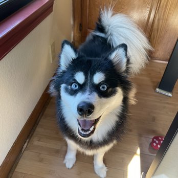 MC Groomer - Before MC Groomer - Pet Groomers Near Me MC Groomer - Before MC Groomer - Pet Groomers Near Me