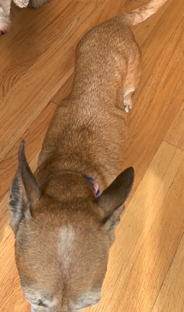 PORTER ROAD PET CARE Updated October 2024 18 Photos & 19 Reviews 141 Porter Rd, East