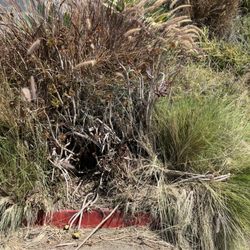 Jimenez Demolition - Part of my ruined plants.
