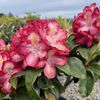 Oregon Rhododendrons gift card
