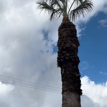 Vicente Tree Services and Landscape - After - Landscaping Near Me