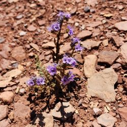 Wupatki National Monument - May 2023