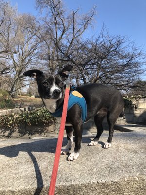 Private Walks - For guardian puppies that have a lot of energy, or older guard dogs that need more individual attention.
30 min.  $30+
60 min.  $40+