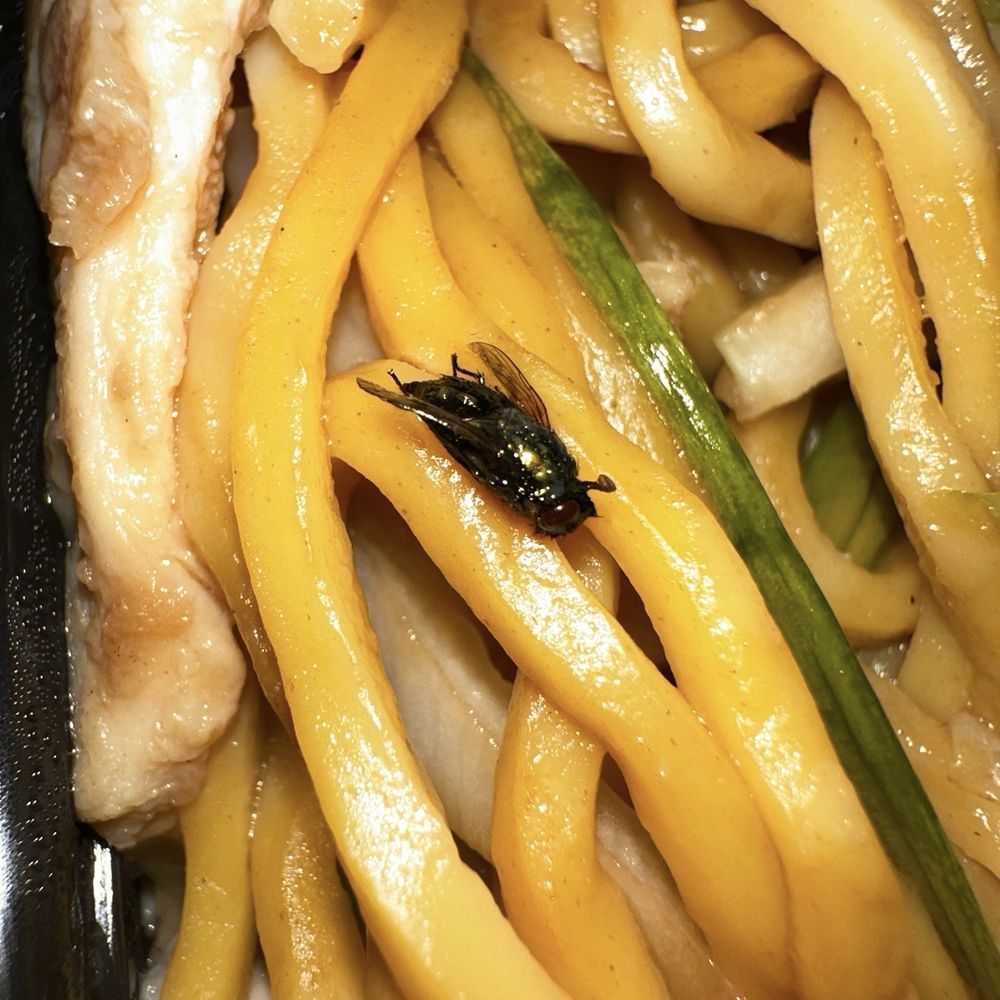 Toro Restaurant - Chicken lo Mein with a crispy dead Fly - Asian Fusion Near Me - Newtown, Connecticut Toro Restaurant - Chicken lo Mein with a crispy dead Fly - Asian Fusion Near Me - Newtown, Connecticut