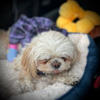 ARISE Veterinary Center - Veterinarians Near Me - Queen Creek, Arizona