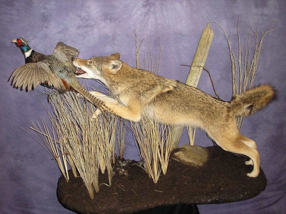 From the Wild To the Wall Taxidermy - taxidermy in Coweta, OK