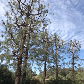 Jesus Tree Services - Ts - Tree Services Near Me Jesus Tree Services - Ts - Tree Services Near Me