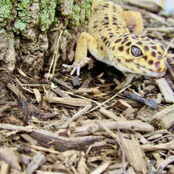Magnum Exotics Reptile Rescue - Animal Shelters Near Me Magnum Exotics Reptile Rescue - Animal Shelters Near Me