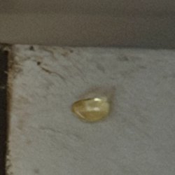 Holiday Inn Express Chillicothe East - Pill our service animal alerted to. Unsure what it was. Could've been deadly to curious children or other animals.