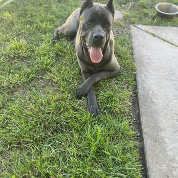 Paw Troopers - Dog Walkers Near Me - Riverside, California