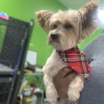 Caring Paws - Bentley - Pet Groomers Near Me - Orange City, Florida