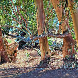 Garin & Dry Creek Pioneer Regional Parks - Garin Regional Park