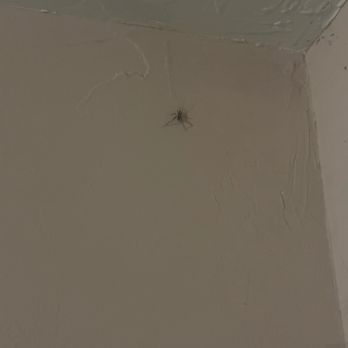 Peak Property Management - Spiders, bugs and cob webs throughout. Part of our check was delayed because the host said cleaning team needed more time. Lol - Property Management Near Me - Avon, Colorado