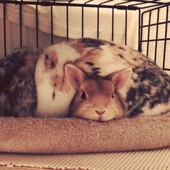 Rabbit Rescue - Animal Shelters Near Me - Paramount, California