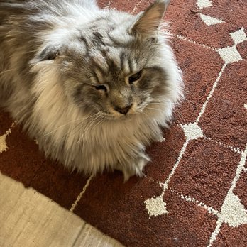 Catzen Coffee - Coffee & Tea Near Me - Saint Paul, Minnesota Catzen Coffee - Coffee & Tea Near Me - Saint Paul, Minnesota