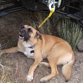 Mountain View Animal Hospital - We took Marley out on the SxS ATV, trail riding. He isn't "smiling"...he is negotiating a Cheez-It cracker. - Veterinarians Near Me - Bishop, California