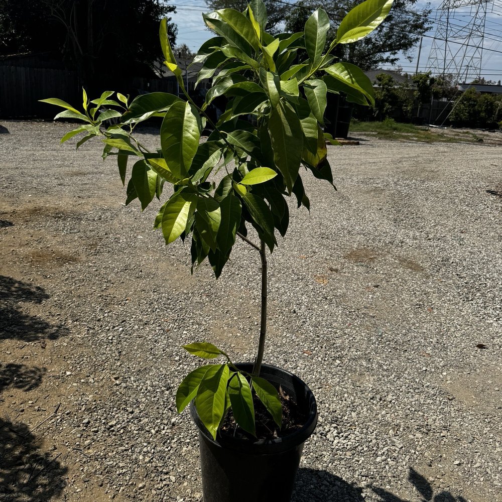 5' tall michelia alba (white champaca) tree 5' tall michelia alba (white champaca) tree