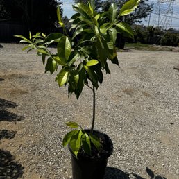5' tall michelia alba (white champaca) tree 5' tall michelia alba (white champaca) tree