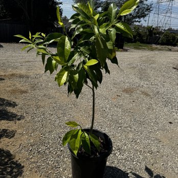 EKT Nursery - 5' tall michelia alba (white champaca) tree - Nurseries & Gardening Near Me - Lakewood, California EKT Nursery - 5' tall michelia alba (white champaca) tree - Nurseries & Gardening Near Me - Lakewood, California