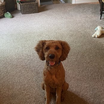 All Paw Spa - After his grooming - Pet Groomers Near Me - Ferndale, Michigan