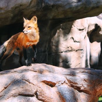 Bearizona - Zoos Near Me - Williams, Arizona